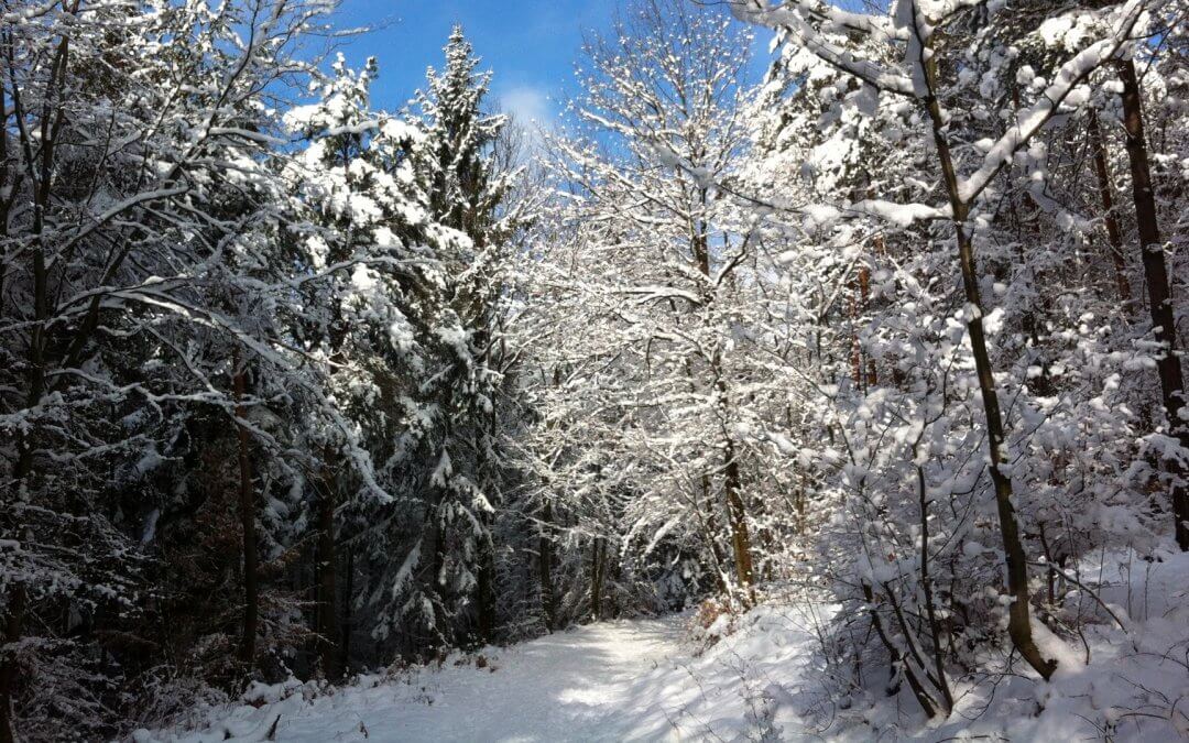 Wanderwege in den Vogesen – das Elsass zu Fuß entdecken