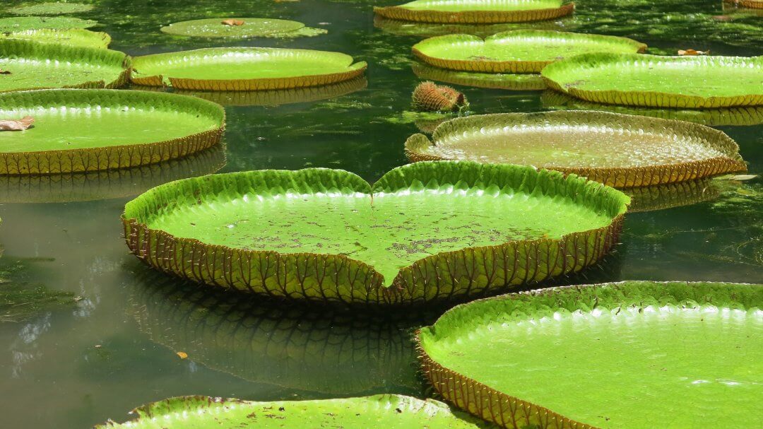 Der Botanische Garten Straßburg eine wunderschöne grüne Oase