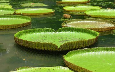 Der Botanische Garten Straßburg – eine wunderschöne grüne Oase