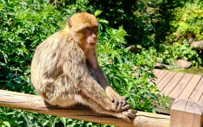 La Montagne des Singes / Affenberg Kintzheim Elsass